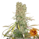 G13 Haze | PHOTOREG | Barneys Farm - Freigestellt 2026-06-09