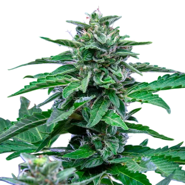 Stress Killer CBD | AUTOFEM | Royal Queen Seeds - Freigestellt 2026-06-09