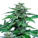 Stress Killer CBD | AUTOFEM | Royal Queen Seeds - Freigestellt 2026-06-09