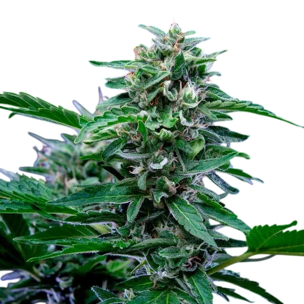 Stress Killer CBD | AUTOFEM | Royal Queen Seeds - Freigestellt 2026-06-09
