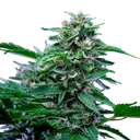 Stress Killer CBD | AUTOFEM | Royal Queen Seeds - Freigestellt 2026-06-09