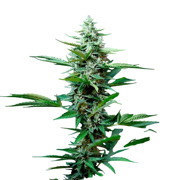 Stress Killer CBD | AUTOFEM | Royal Queen Seeds - Freigestellt 2026-06-09