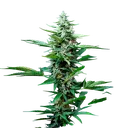 Stress Killer CBD | AUTOFEM | Royal Queen Seeds - Freigestellt 2026-06-09