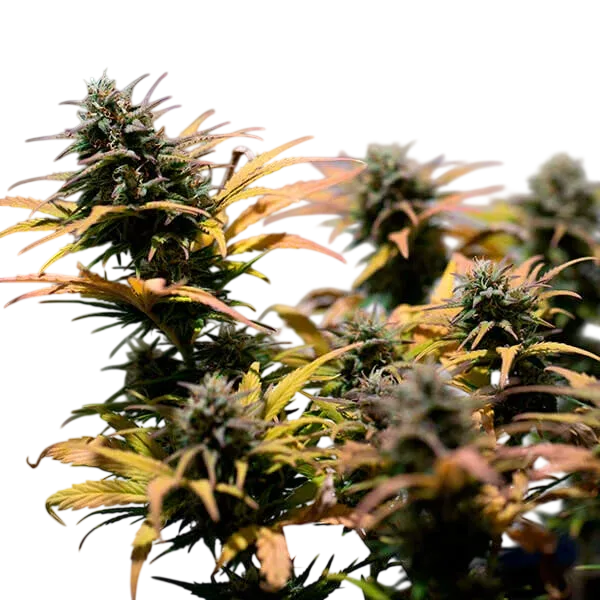 Stress Killer CBD | AUTOFEM | Royal Queen Seeds - Freigestellt 2026-06-09