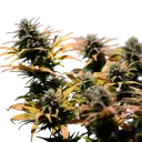 Stress Killer CBD | AUTOFEM | Royal Queen Seeds - Freigestellt 2026-06-09