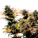 Stress Killer CBD | AUTOFEM | Royal Queen Seeds - Freigestellt 2026-06-09