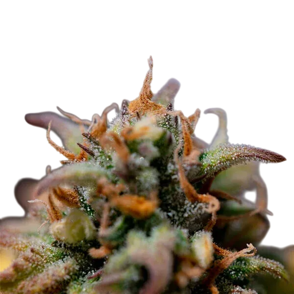 Stress Killer CBD | AUTOFEM | Royal Queen Seeds - Freigestellt 2026-06-09