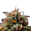 Stress Killer CBD | AUTOFEM | Royal Queen Seeds - Freigestellt 2026-06-09