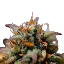 Stress Killer CBD | AUTOFEM | Royal Queen Seeds - Freigestellt 2026-06-09