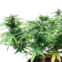 Stress Killer CBD | AUTOFEM | Royal Queen Seeds - Freigestellt 2026-06-09