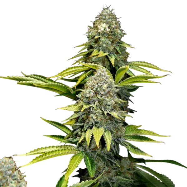 OG Kush | PHOTOFEM | Royal Queen Seeds - Freigestellt 2026-06-09