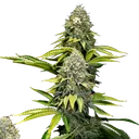 OG Kush | PHOTOFEM | Royal Queen Seeds - Freigestellt 2026-06-09