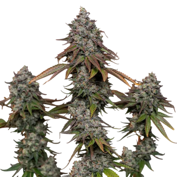 OG Kush | PHOTOFEM | Royal Queen Seeds - Freigestellt 2026-06-09