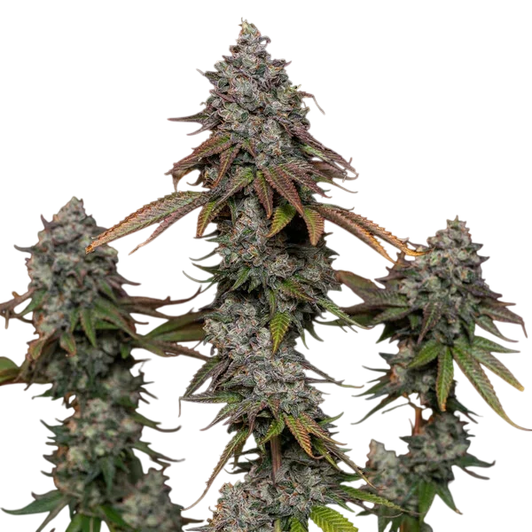 OG Kush | PHOTOFEM | Royal Queen Seeds - Freigestellt 2026-06-09