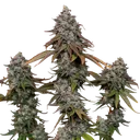 OG Kush | PHOTOFEM | Royal Queen Seeds - Freigestellt 2026-06-09