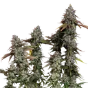 OG Kush | PHOTOFEM | Royal Queen Seeds - Freigestellt 2026-06-09