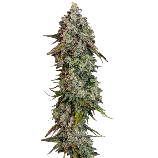 OG Kush | PHOTOFEM | Royal Queen Seeds - Freigestellt 2026-06-09