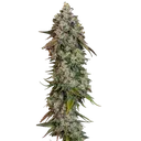 OG Kush | PHOTOFEM | Royal Queen Seeds - Freigestellt 2026-06-09