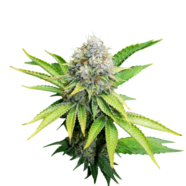 OG Kush | PHOTOFEM | Royal Queen Seeds - Freigestellt 2026-06-09
