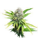 OG Kush | PHOTOFEM | Royal Queen Seeds - Freigestellt 2026-06-09
