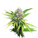 OG Kush | PHOTOFEM | Royal Queen Seeds - Freigestellt 2026-06-09