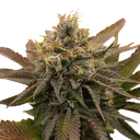OG Kush | PHOTOFEM | Royal Queen Seeds - Freigestellt 2026-06-09