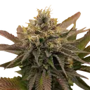 OG Kush | PHOTOFEM | Royal Queen Seeds - Freigestellt 2026-06-09