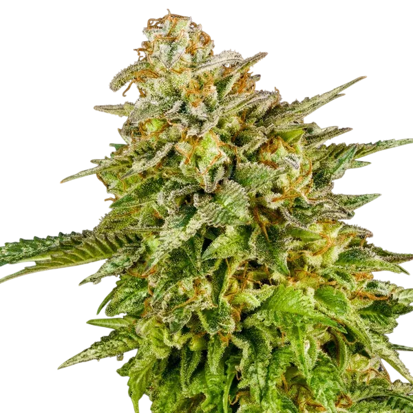 OG Kush | PHOTOFEM | Royal Queen Seeds - Freigestellt 2026-06-09