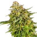 OG Kush | PHOTOFEM | Royal Queen Seeds - Freigestellt 2026-06-09