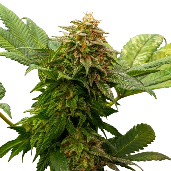 OG Kush | PHOTOFEM | Royal Queen Seeds - Freigestellt 2026-06-09