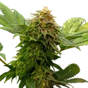 OG Kush | PHOTOFEM | Royal Queen Seeds - Freigestellt 2026-06-09