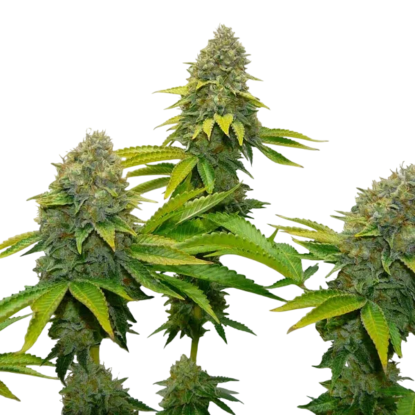 OG Kush | PHOTOFEM | Royal Queen Seeds - Freigestellt 2026-06-09