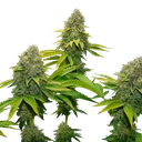 OG Kush | PHOTOFEM | Royal Queen Seeds - Freigestellt 2026-06-09