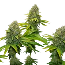 OG Kush | PHOTOFEM | Royal Queen Seeds - Freigestellt 2026-06-09