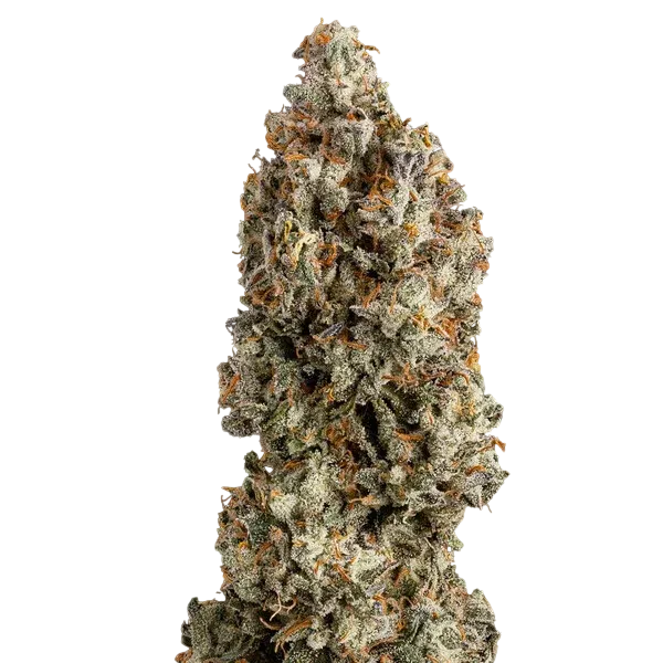 OG Kush | PHOTOFEM | Royal Queen Seeds - Freigestellt 2026-06-09