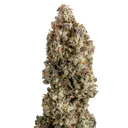 OG Kush | PHOTOFEM | Royal Queen Seeds - Freigestellt 2026-06-09