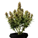 Gaia F1 | AUTOFEM | Royal Queen Seeds - Freigestellt 2026-06-09