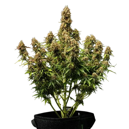 Gaia F1 | AUTOFEM | Royal Queen Seeds - Freigestellt 2026-06-09