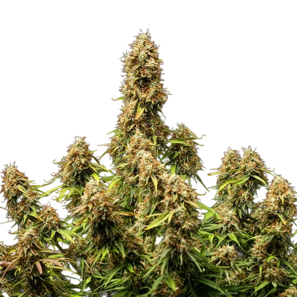 Gaia F1 | AUTOFEM | Royal Queen Seeds - Freigestellt 2026-06-09