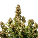 Gaia F1 | AUTOFEM | Royal Queen Seeds - Freigestellt 2026-06-09
