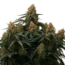 Gaia F1 | AUTOFEM | Royal Queen Seeds - Freigestellt 2026-06-09