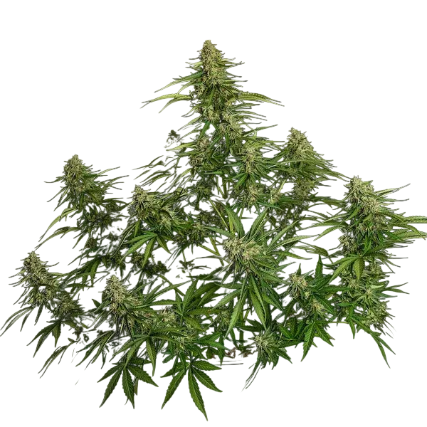 Gaia F1 | AUTOFEM | Royal Queen Seeds - Freigestellt 2026-06-09