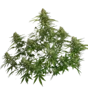 Gaia F1 | AUTOFEM | Royal Queen Seeds - Freigestellt 2026-06-09