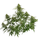 Gaia F1 | AUTOFEM | Royal Queen Seeds - Freigestellt 2026-06-09