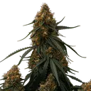 Gaia F1 | AUTOFEM | Royal Queen Seeds - Freigestellt 2026-06-09