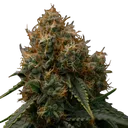 Gaia F1 | AUTOFEM | Royal Queen Seeds - Freigestellt 2026-06-09