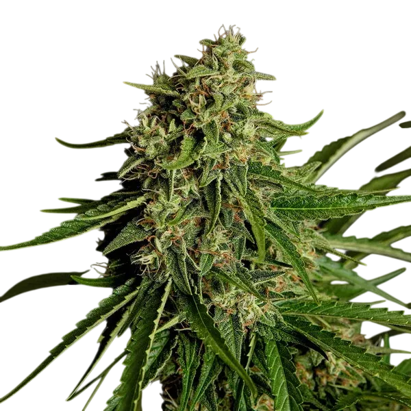 Gaia F1 | AUTOFEM | Royal Queen Seeds - Freigestellt 2026-06-09