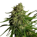 Gaia F1 | AUTOFEM | Royal Queen Seeds - Freigestellt 2026-06-09