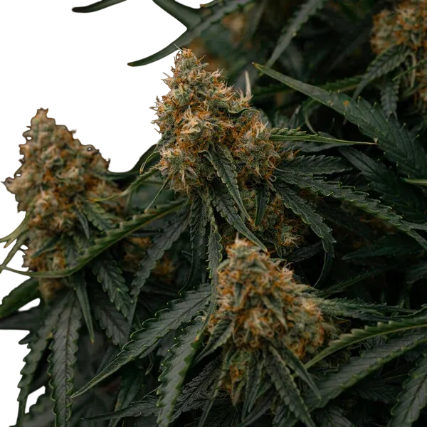 Gaia F1 | AUTOFEM | Royal Queen Seeds - Freigestellt 2026-06-09