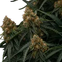 Gaia F1 | AUTOFEM | Royal Queen Seeds - Freigestellt 2026-06-09